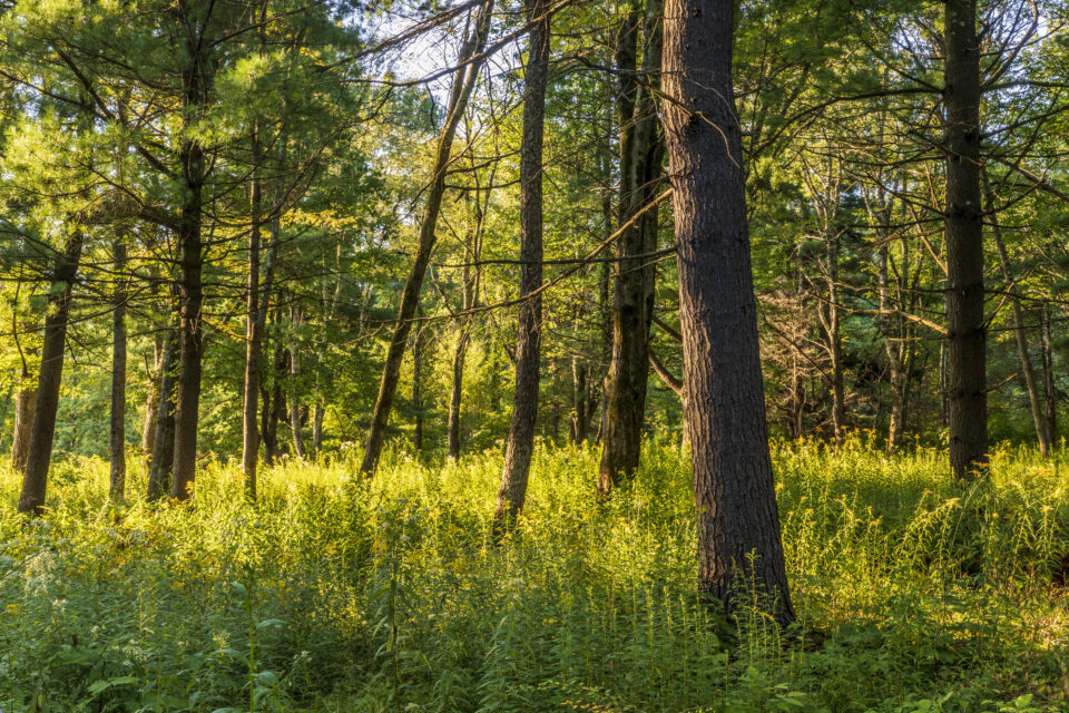 Sunlight in a forest in Sharon, Connecticut.