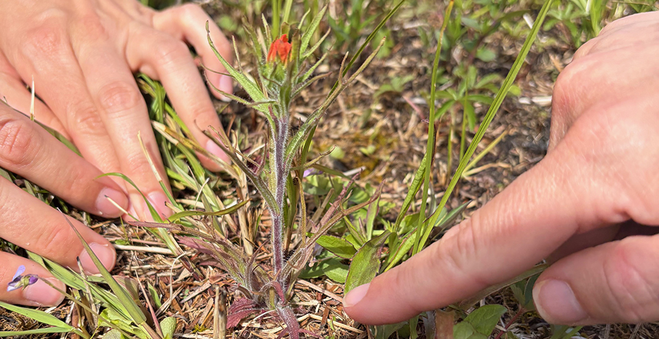 Indian paintbrush in bloom