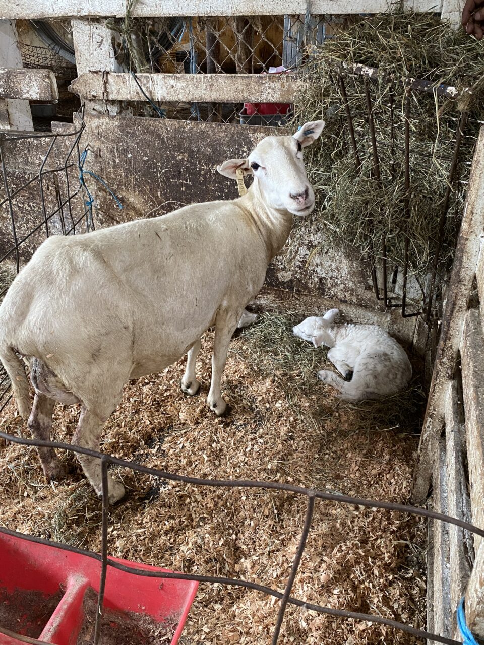 Sheep at Kalenauskas Farm in Watertown, Connecticut.