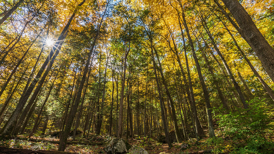 Fall forest